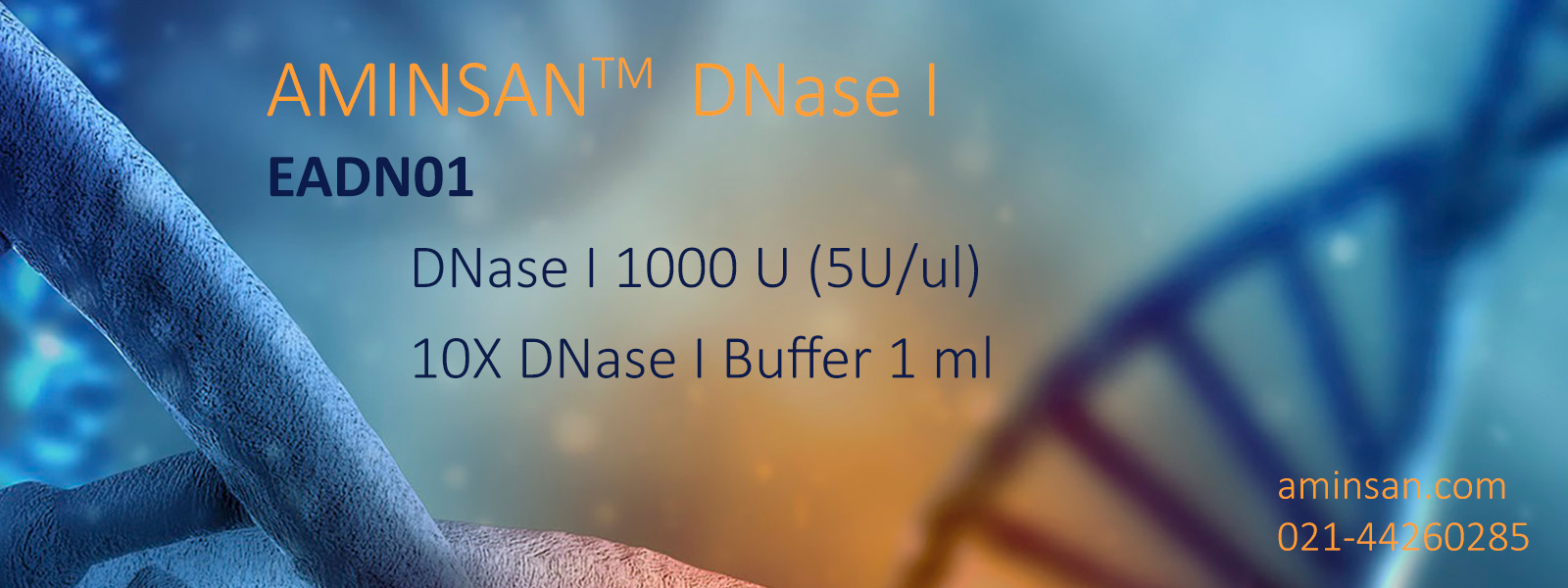 DNase I